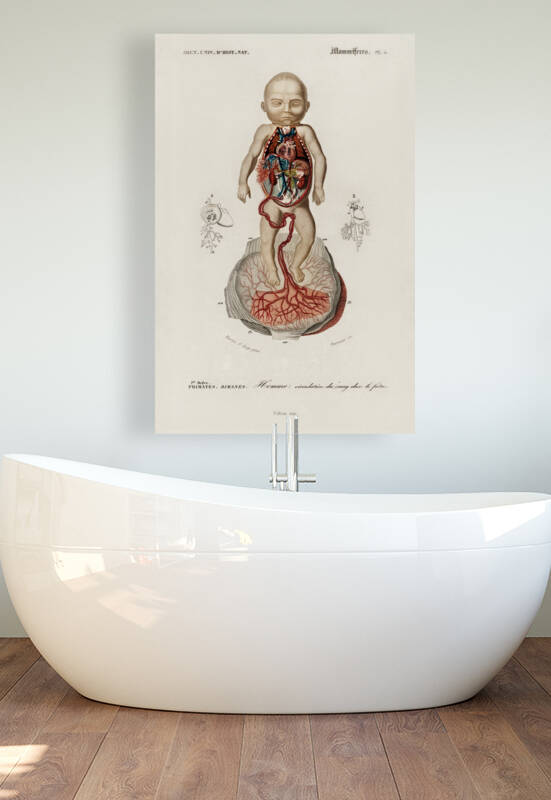 Circulation of the blood In a fetus by IStockHistory com