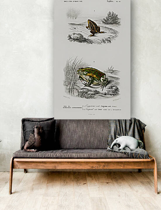 Oval frog Engystoma ovale and Green toad Bufo viridis by IStockHistory com