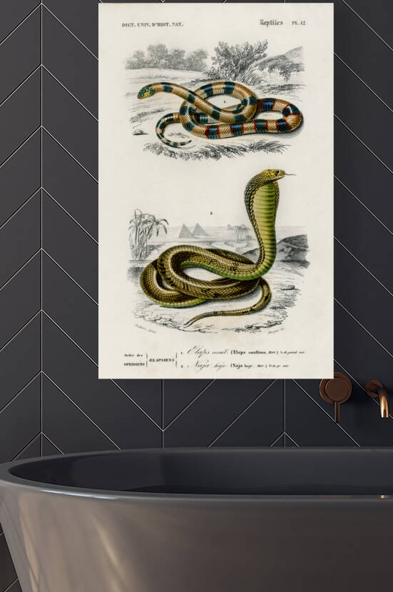 Coral Snake Elaps Corallinus and Egyptian Cobra Naja Hoje by IStockHistory com