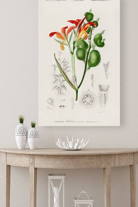 Anna speciosa by IStockHistory com