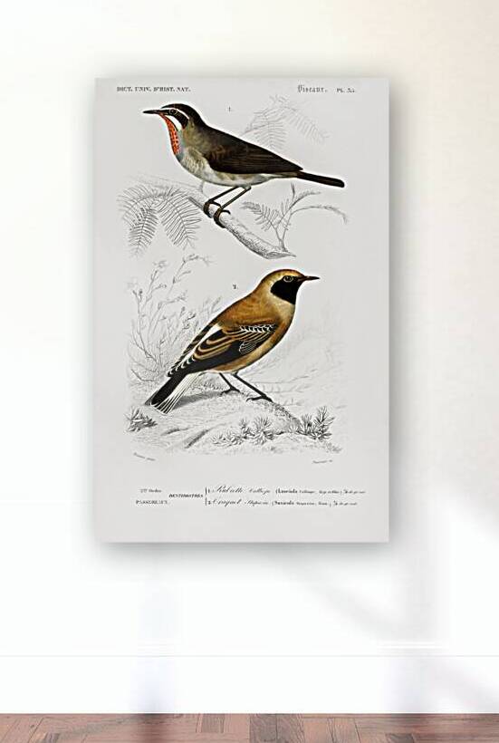 Different types of birds by IStockHistory com