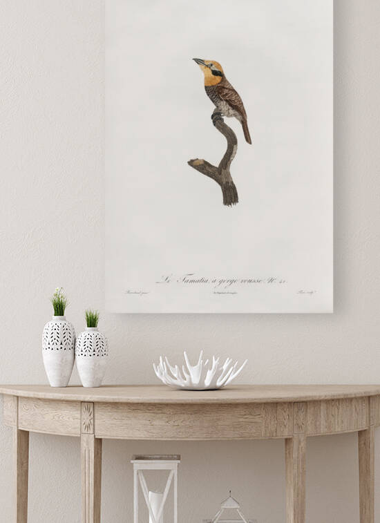 Russet-throated puffbird  by IStockHistory com