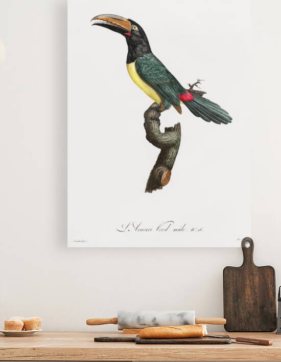 Green aracari  by IStockHistory com