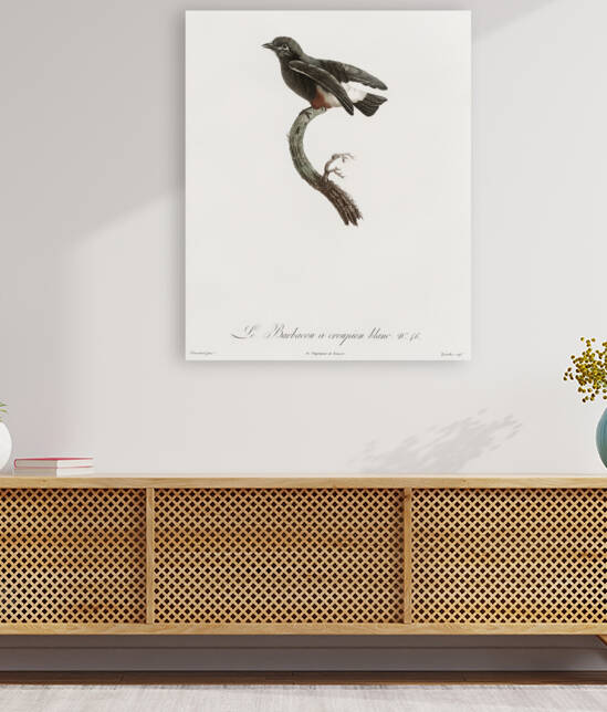 Swallow-winged puffbird  by IStockHistory com