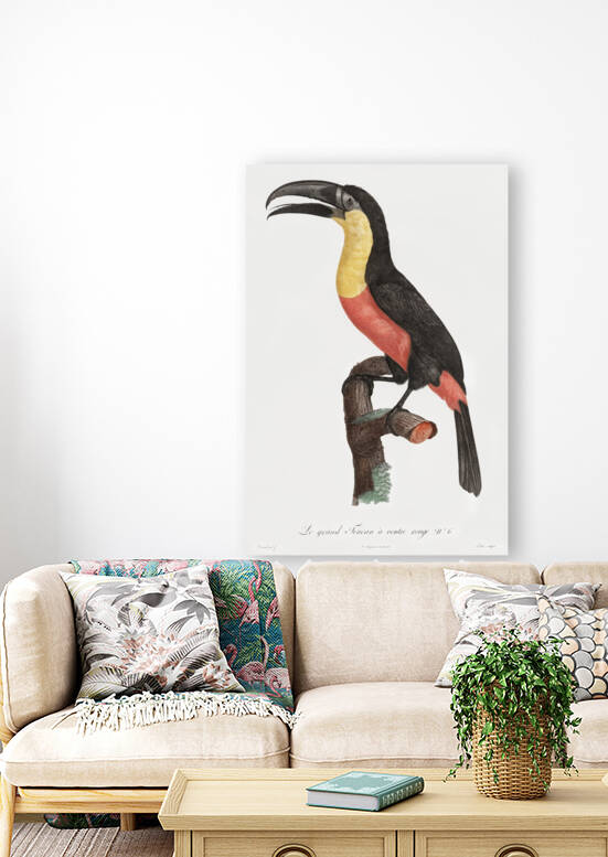 Green-billed toucan  by IStockHistory com