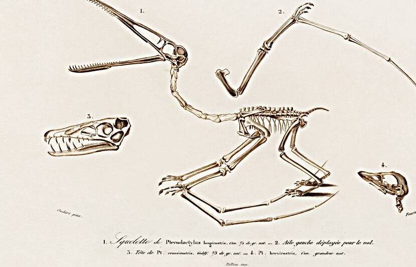 Pterosaur Pterodactylus by IStockHistory com