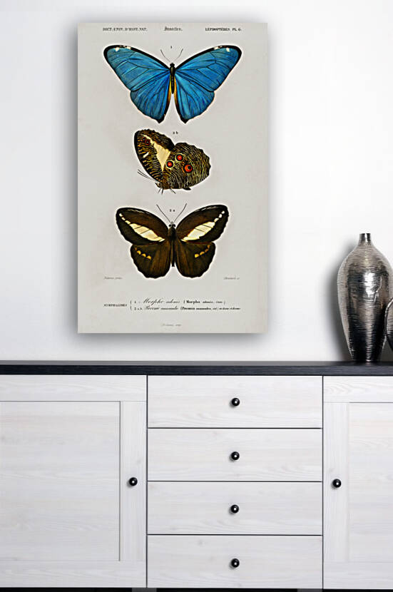 Different types of butterfly by IStockHistory com