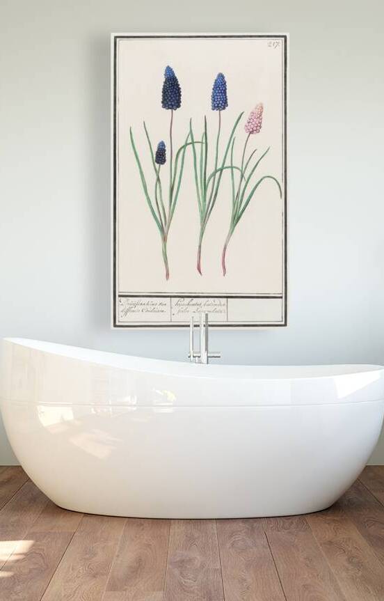 Grape hyacinth in vintage style by IStockHistory com