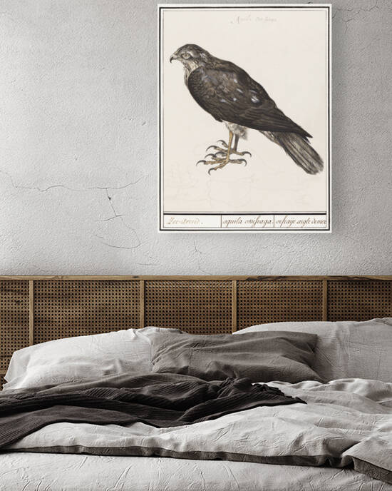 Sparrowhawk in vintage style by IStockHistory com
