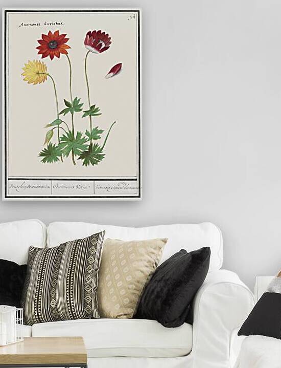 Anemone in vintage flower by IStockHistory com