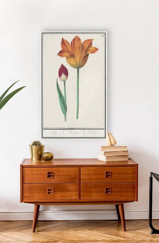 Tulip in vintage style by IStockHistory com