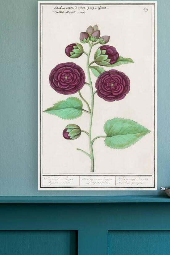 Alcea in vintage style by IStockHistory com