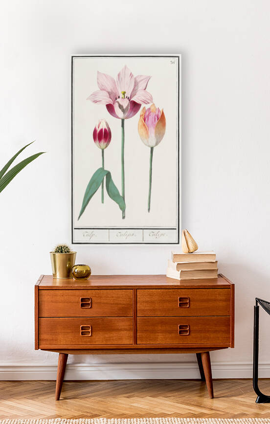 Tulip in vintage style by IStockHistory com