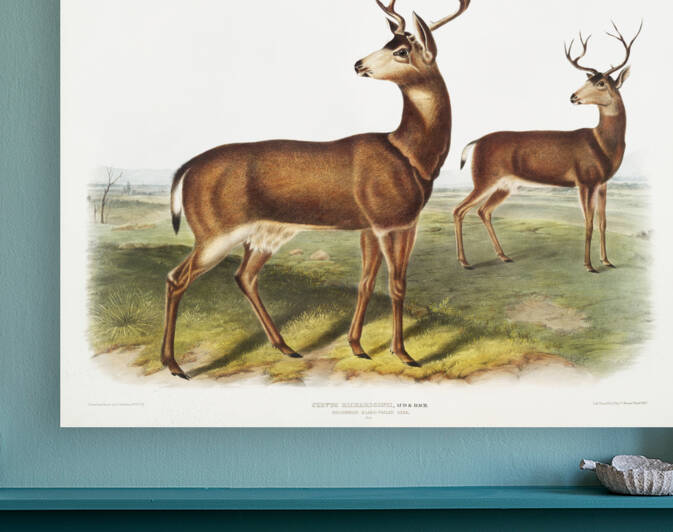 Columbian Black-tailed Deer Cervus Richardsonii  by IStockHistory com