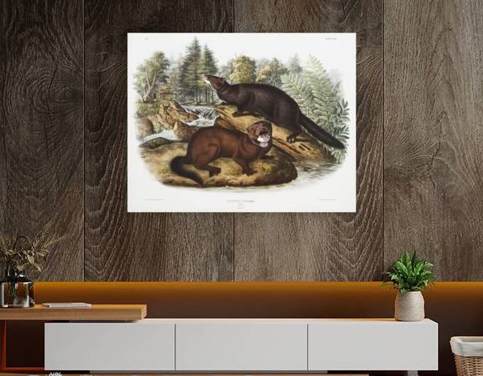 Mink Putorius vison  by IStockHistory com