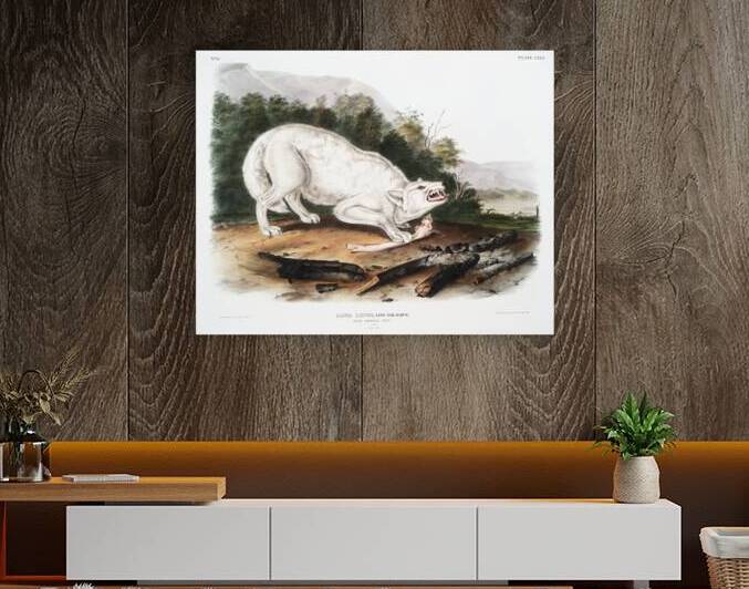 White American Wolf Canis lupus  by IStockHistory com