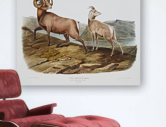 Rocky Mountain Sheep Ovis montana  by IStockHistory com