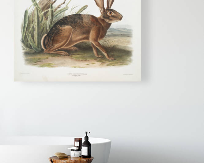Californian Hare Lepus californicus  by IStockHistory com