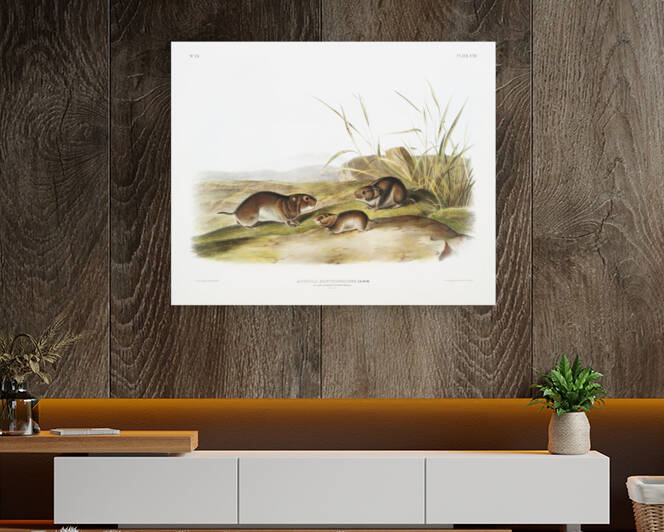 Yellow cheeked Meadow Mouse Arvicola xanthognathus  by IStockHistory com