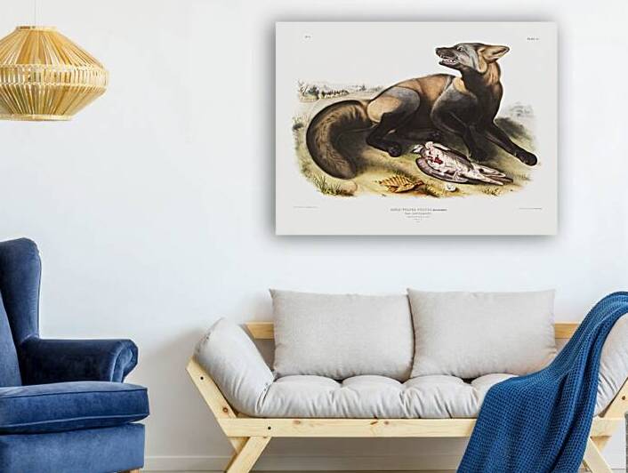 American Cross-Fox Canis vulpes  by IStockHistory com