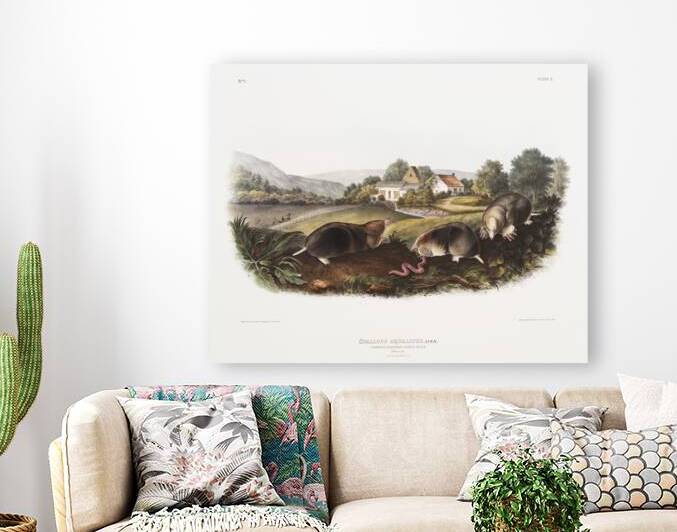 American Shrew Mole Scallops aquaticus  by IStockHistory com