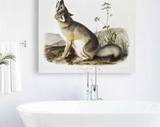 Swift Fox Vulpes velox  Reproduction