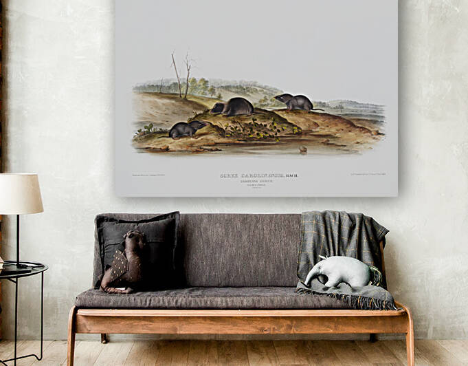 Carolina Shrew Sorex Carolinensis  by IStockHistory com