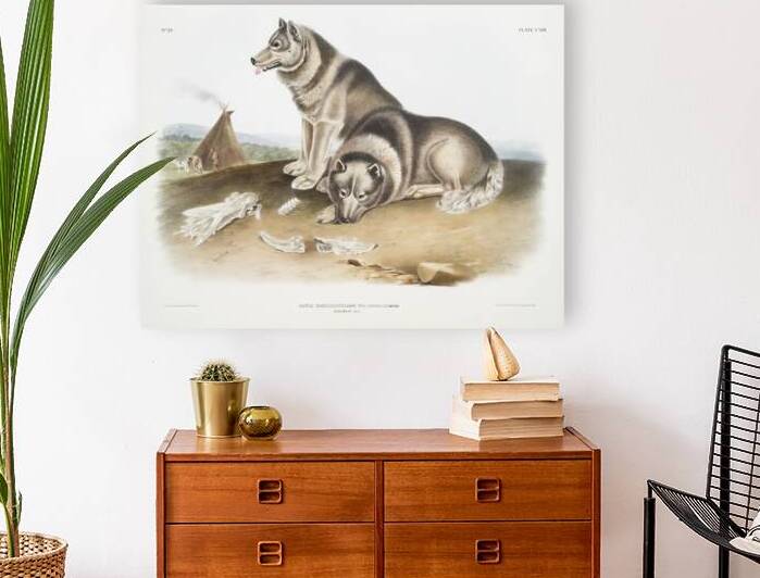 Esquimaux Dog Canis familiaris  by IStockHistory com