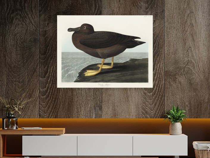 Dusky Albatros by IStockHistory com