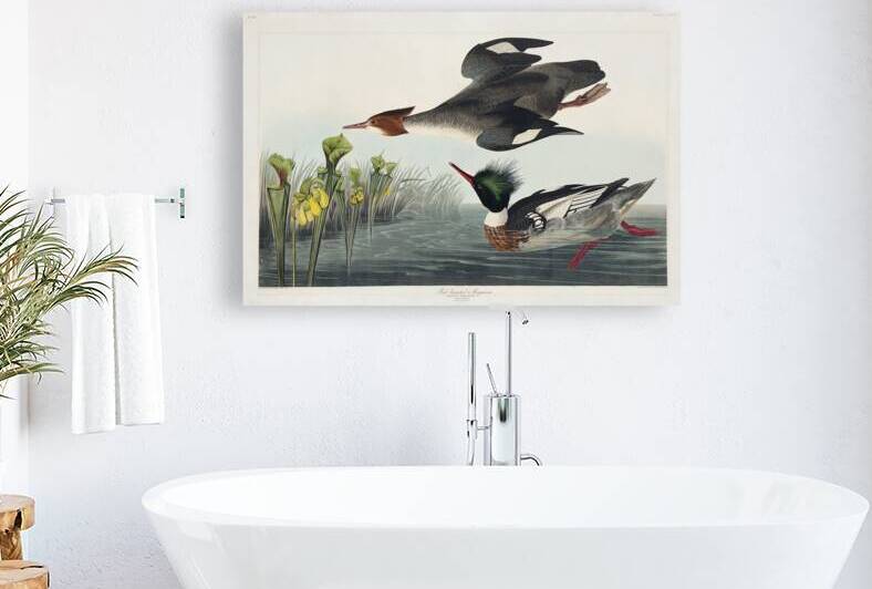 Red-breasted Merganser by IStockHistory com