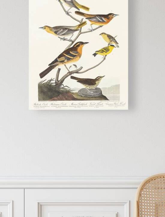 Bullocks Oriole Baltimore Oriole Mexican Goldfinch Varied Thrush and Common Water Thrush by IStockHistory com
