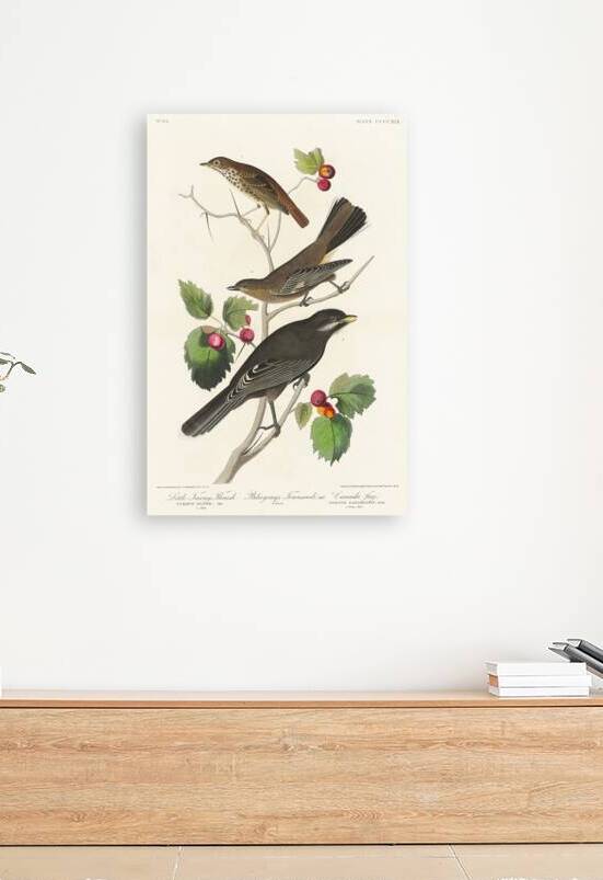 Little Tawny Thrush Ptiliogonys Townsendi and Canada Jay by IStockHistory com