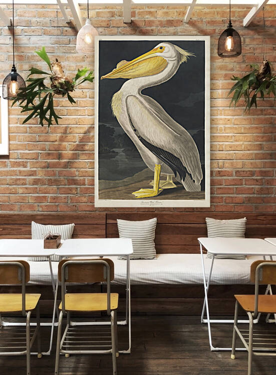 American White Pelican Reproduction
