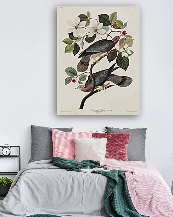 Band-tailed Pigeon Reproduction