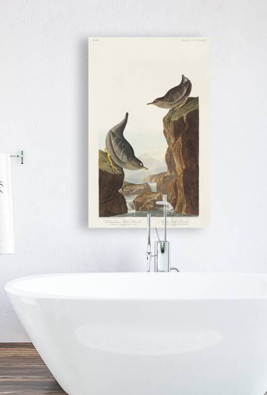Columbian Water Ouzel and Arctic Water Ouzel by IStockHistory com