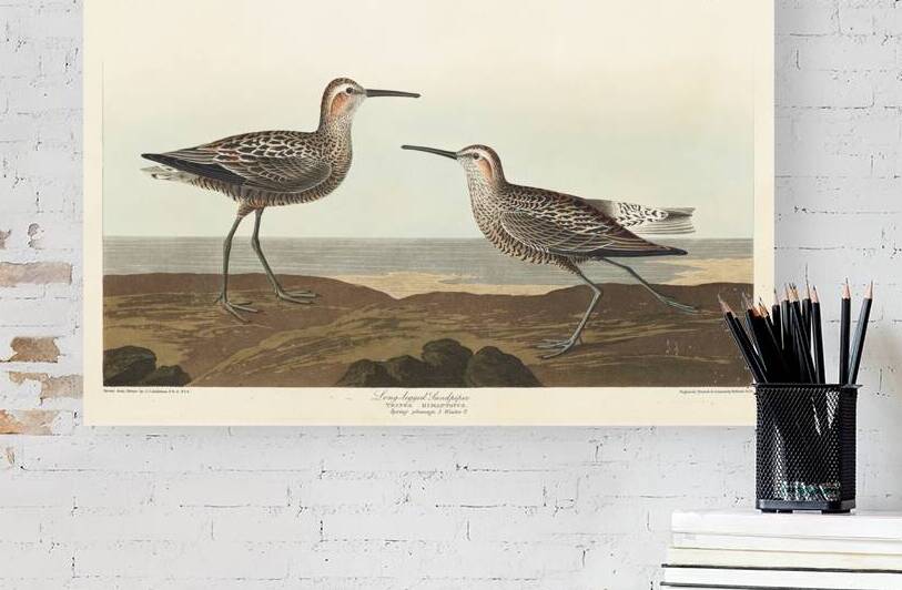 Long-legged Sandpiper by IStockHistory com