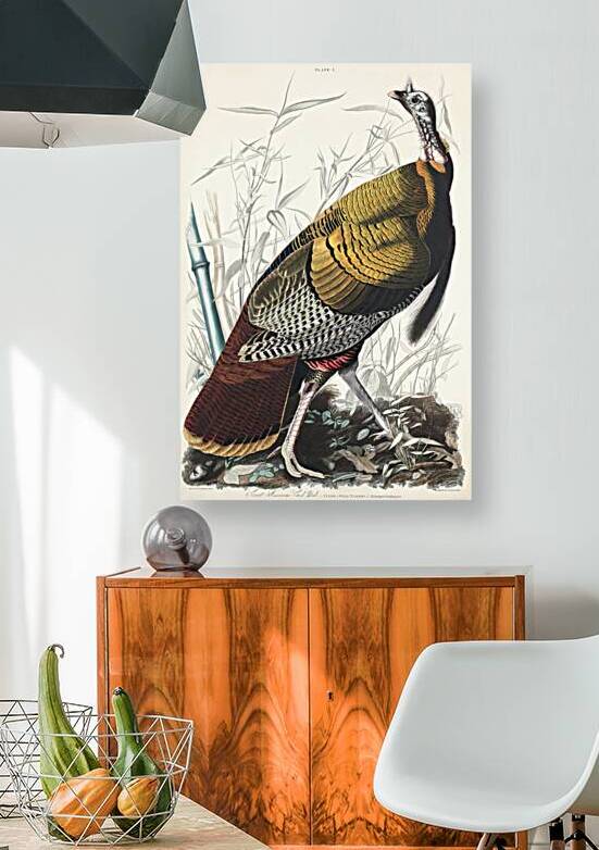 Wild Turkey or Great American Cock by IStockHistory com