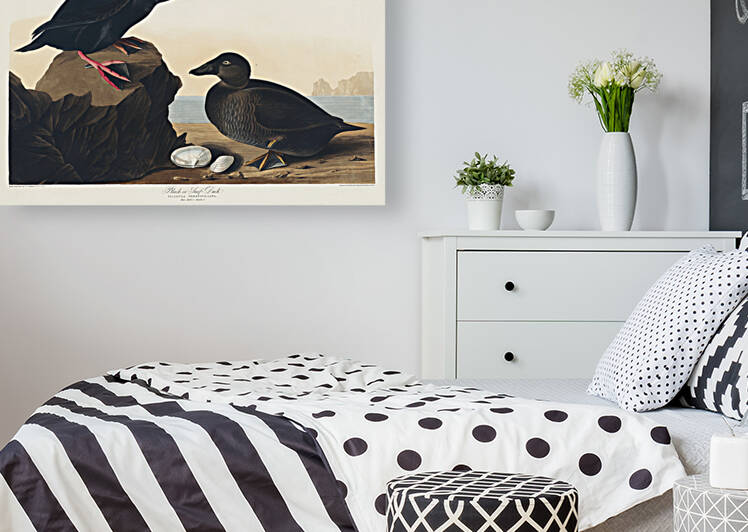 Black or Surf Duck Reproduction
