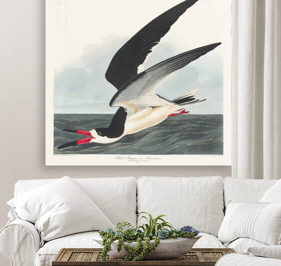 Black Skimmer by IStockHistory com