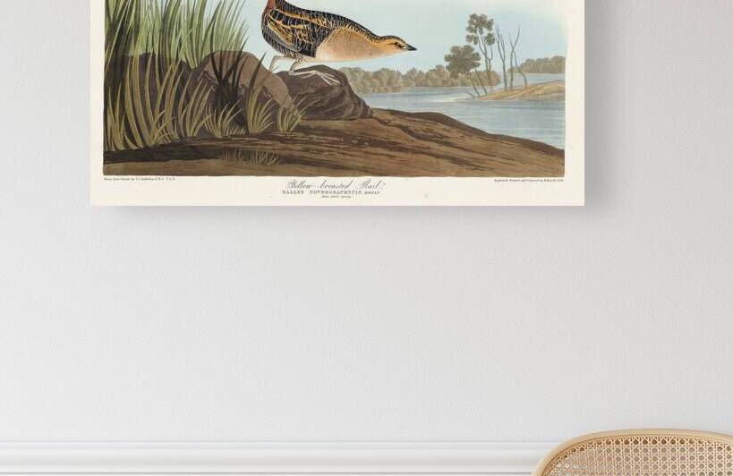 Yellow-breasted Rail by IStockHistory com