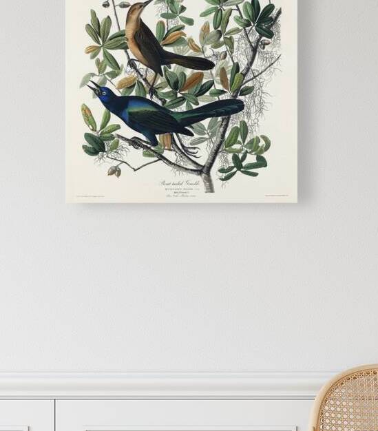 Boat-tailed Grackle by IStockHistory com