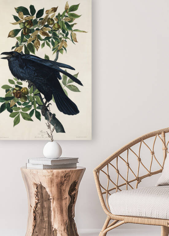 Raven by IStockHistory com