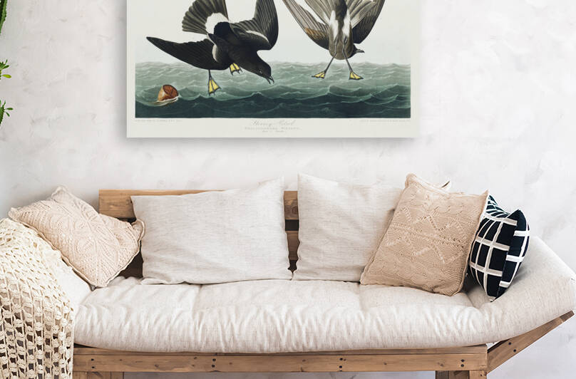 Stormy Petrel by IStockHistory com