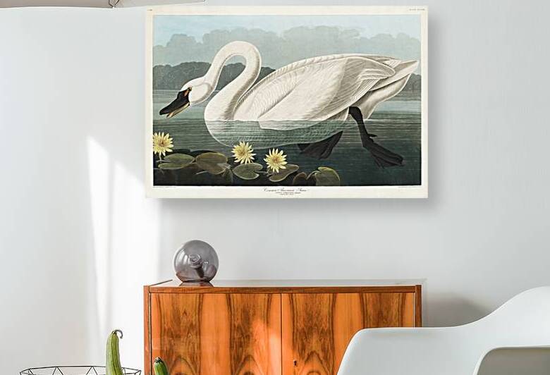 Common American Swan by IStockHistory com
