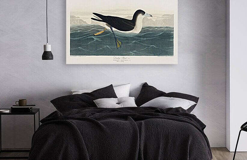 Dusky Petrel by IStockHistory com