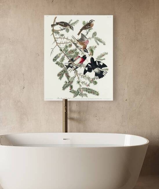 Rose-breasted Grosbeak by IStockHistory com