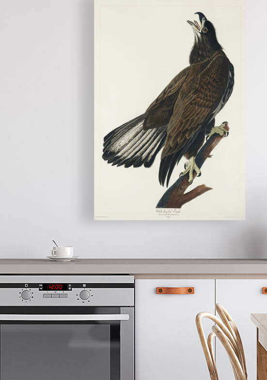 White-headed Eagle by IStockHistory com