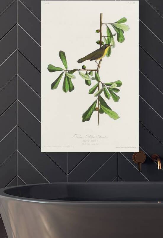Roscoes Yellow-throat by IStockHistory com