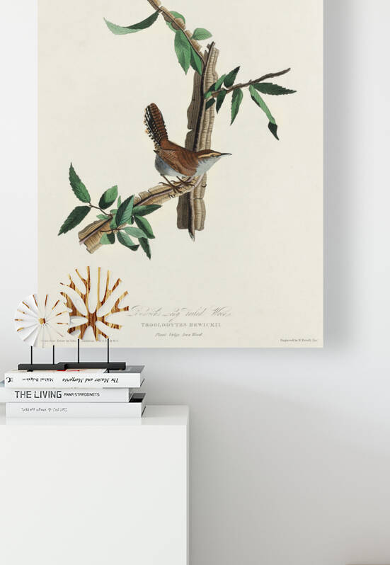 Bewicks Wren by IStockHistory com