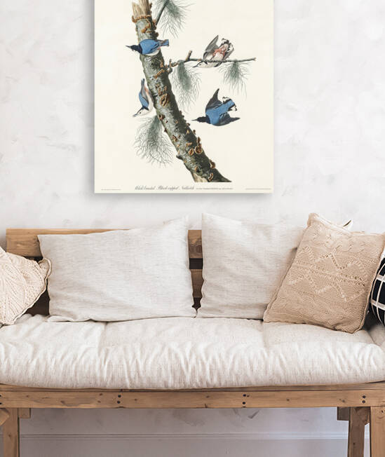 White-breasted Black-capped Nuthatch by IStockHistory com